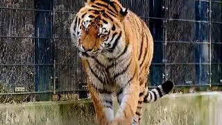 Tiger Running Slow Motion #Shorts