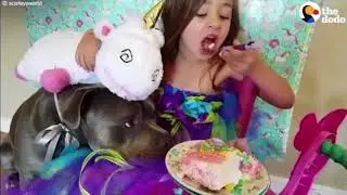 Mr.Worldwide: The truth about Pitbulls