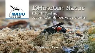 NABU-Natur: Wegwespe  Anoplius spec