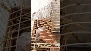 #doves cute baby#doves cage#dove |pets lovers