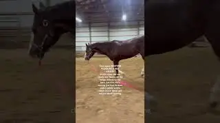 For those of you saying it&rsquo;s abuse #horse #equestrianjourney #equestrian #horsegirl #equestrianlife