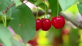 Michigan cherry season nears end, but families still enjoy you-pick experience