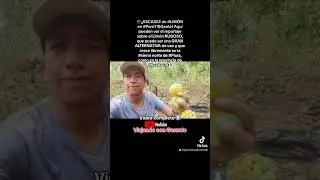 🍋🔥 Crisis del #Lim&oacute;n: este es el LIM&Oacute;N RUGOSO, que crece muy bien en la sierra de #Piura 🇵🇪