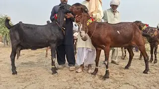 Low Price Top Class Beetal Goat Mall Mandi Sahiwal | Goat Mandi Sahiwal Update Today