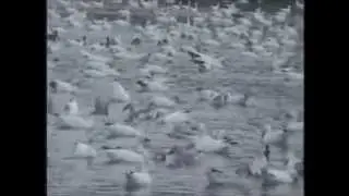Snow Geese  migrating south from Quebec, Canada