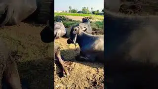 Murrah Buffalo New Video 2024 !! Buffalo Dairy Farm !! Yadav Dairy Farm !! Buffalo Bhains !! Aakash