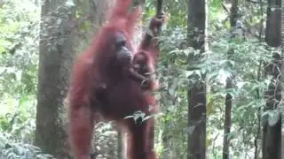 Sandra the orangutan is filmed with her...
