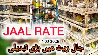 Jaal Rate 14-09-2025 | Birds Prices in Pakistan | Lalukhet Birds Market | Cheapest Birds Market