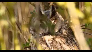 Long-eared Owl - Asio otus - Ransuil