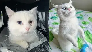 Stray Cat with Two Different Colored Eyes Finally Knows Love