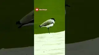 River Lapwing bird standing on one leg | Himal Mangar