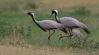 The Adorable Grus Virgo: Nature's Cutest Birds