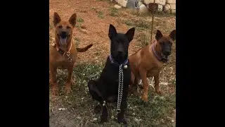 InSearchofTheThaiRidgeback@OMKO-THAI-RIDGEBACK-4K: FINALLY FREDA COMES ON HEAT (fingers crossed )