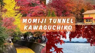 WHAT TO DO AROUND MT FUJI 2D1N | MT FUJI DURING AUTUMN SEASON | BIKE RENTAL IN KAWAGUCHIKO