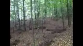 alligator hill