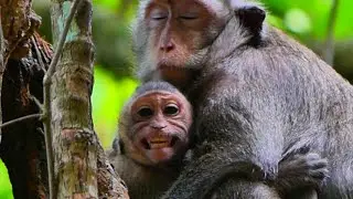 Big baby monkey cry so long-time to tell mom request milk