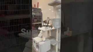 PetSmart Cute Cat 🐈 @worldexplorers211 #cats #petsmart #catlovers