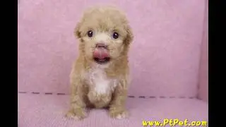 10/13 泰迪比熊 Poochon -母幼犬-日新犬舍