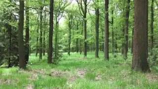 Diff&eacute;rence entre une for&ecirc;t de conif&egrave;res et de feuillus !!!