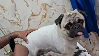 A tiny, chubby pug sits calmly on the grooming table,