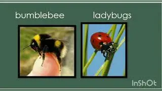 Science class: Insects and sea animals vocabulary