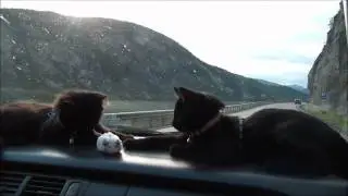 AyaAnny Cats video -  8