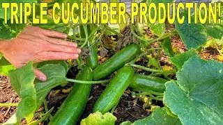 Grow MORE CUCUMBERS Than EVER With This Variety And One Simple Tip