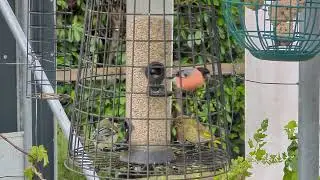 V&ouml;gel essen am Futtersilo mit Schutzk&auml;fig
