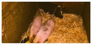 Pig Cam - Sneak peek of new animals on the farm! (farm short)