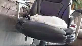 Solution to the cat stealing your chair!
