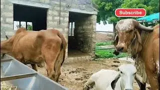 Brazil gir cow in gujarat farm | different types to big udder gir cow walk in farm#viral#cow#brazil