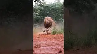 #viral#shorts#utube#sexy#lions#tiger#cheetah#hot#shorts