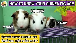 Guinea Pig Age || How to know Guinea Pig correct age? || गिनी पिग की उम्र कैसे पता करे?