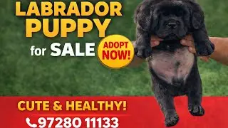 Black Labrador Puppy for Sale | Pure Breed | Labrador Puppy Price & Details