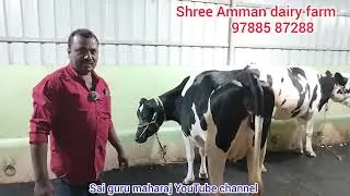 Shree Amman dairy farm cow video/HF சினை மாடுகள் விற்பனைக்கு.