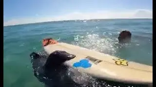 WATCH: Playful manatee 'steals' kids surfboard at Florida beach