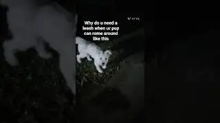 is a leash really required for these kinds of dogs??