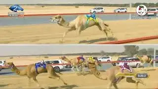 الشوط 3 (محطم) لـ موسى عبدالعزيز آل موسى 12:40:2 ، مهرجان ولي عهد دبي 2021/1/25 المرموم حول زمول