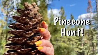 Crunchy walk in the forest! Paper bag crinkles~Nature sounds! (No talking version) ASMR
