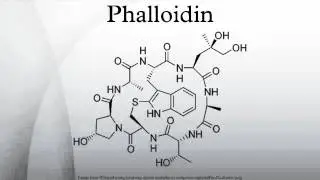 Phalloidin