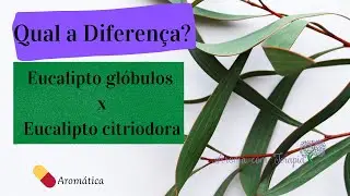 Qual a diferen&ccedil;a entre Eucalipto gl&oacute;bulos e Eucalipto Citriodora | Aromaterapia by Camila Castellan
