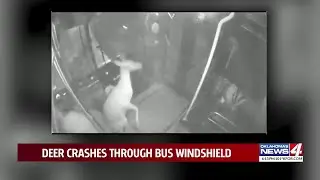 Camera captures what happened when Oklahoma bus hit deer