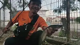 Casting Haruan guna soft plastic (SP)