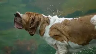 Secret Life of Dogs: Basset hound shakes off water in ultra slow motion