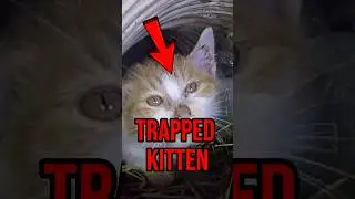 This kitten was TRAPPED&hellip; 💔😭