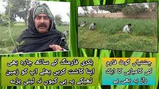 گوٹ فارمنگ میں کامیابی کا ایک راز یہ بھی ہے Thisisalso oneof the secrets to success in goat farming.