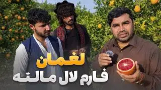 افغان سین - دیدار هادی صافی از بزرگترین فارم پررش کبک و بودنه در ولایت لغمان