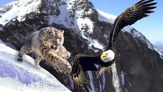 These Animals Are Not Afraid Of Heights At All
