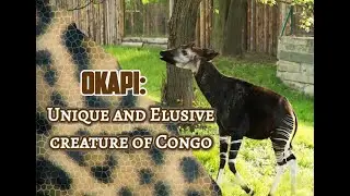 Okapi: Unique and Elusive creature of Congo #animals #congo #zebra #giraffe