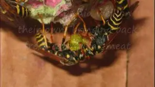 The story of two Paper wasp sisters